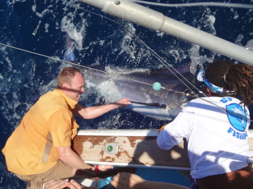 papagayo marlin fishing Marlin Deep sea fishing Costa Rica