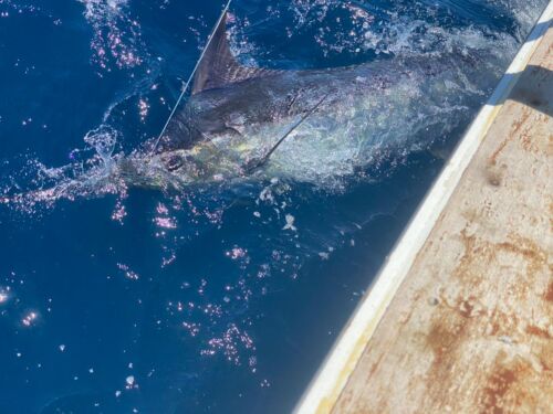 Marlin Fishing Costa Rica